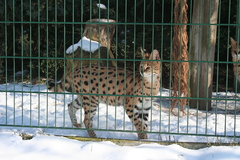 Killikus&reg; Fotographie